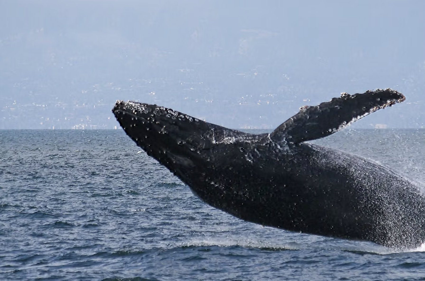 Whale Watching
